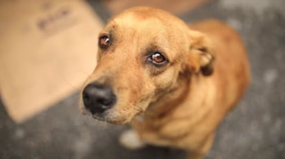 perro “Caramelo”