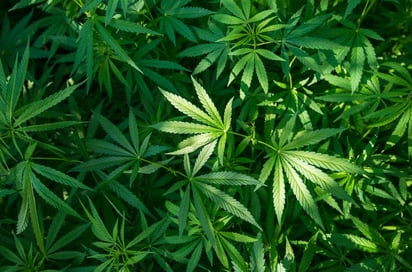 EE.UU. reclasifica marihuana y reconoce uso médico