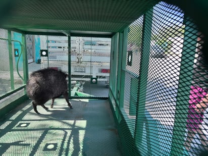 jabalí 