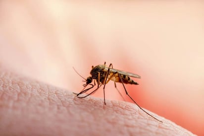 Día Mundial de la Malaria: México registra 8 casos en lo que va de 2026