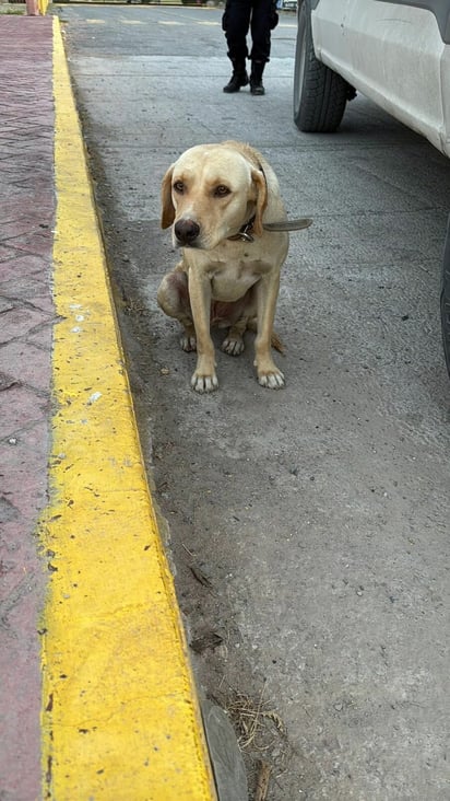 Justicia
