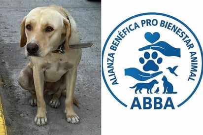 Crueldad animal