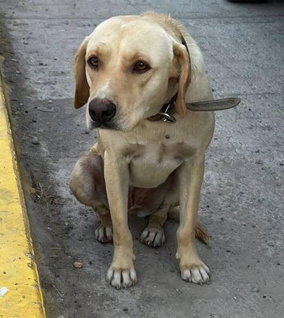 Crueldad animal