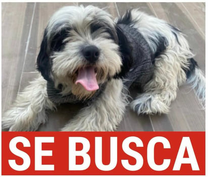 perrita extraviada