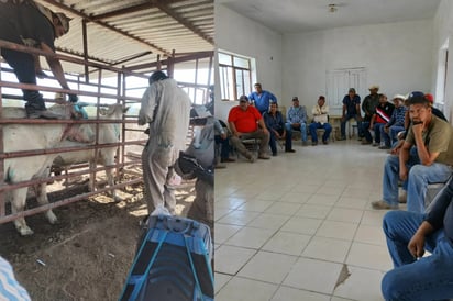 Liberan moscas estériles de gusano barrenador contra plaga en Castaños