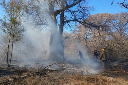 CONANP mantiene alerta activa por incendios forestales en Región Carbonífera