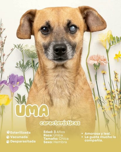 Uma