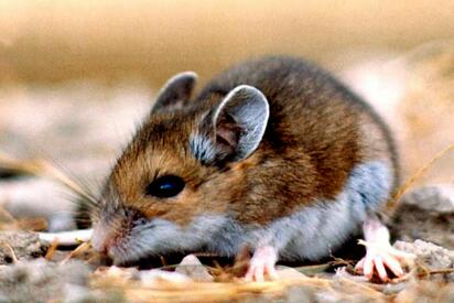 CHILE  Chile reportó 39 casos de hantavirus en lo que va del año, con 13 fallecimientos, lo que elevó la letalidad a 33% y mantiene activa la alerta sanitaria.