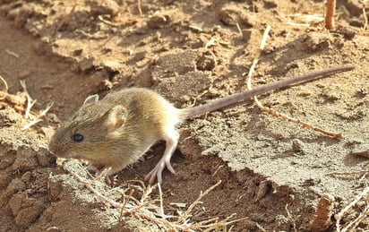 hantavirus