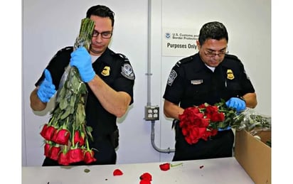 REFUERZAN FILTROS SANITARIOS POR ALTA DEMANDA DE FLORES EN MAYO En vísperas del Día de las Madres, el flujo de flores hacia Estados Unidos registra un incremento significativo, lo que ha derivado en un reforzamiento