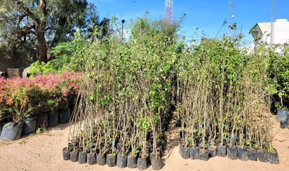 árbol