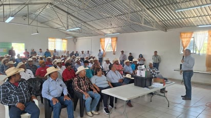 gusano barrenador