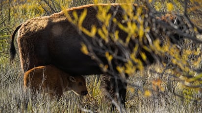 bisonte 