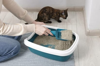 ¿Cómo limpiar el arenero de tu gato correctamente?
