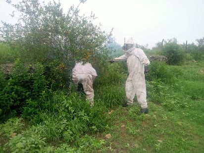 Abejas