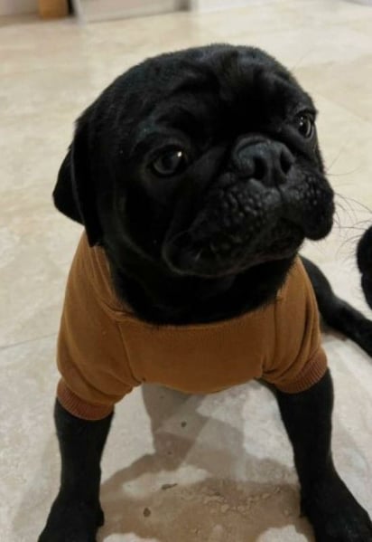 Muere ‘Chancho’, el perro pug de la familia Aguilar