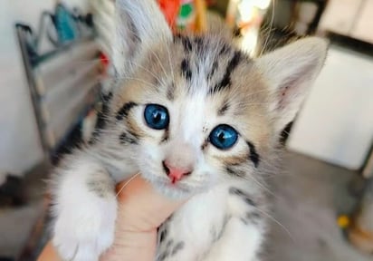 Centro de Bienestar Animal de Monclova busca hogar para gatitos en adopción