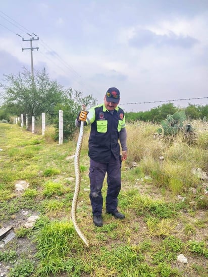 Captura : Fue el elemento Luis Ángel Miranda quien encabezó las maniobras para extraer al ejemplar.