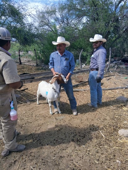 Gusano barrenador 
