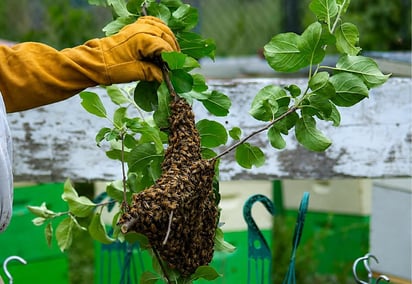  abejas