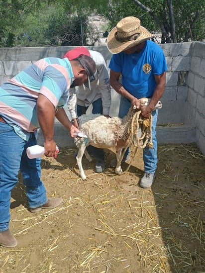  gusano barrenador