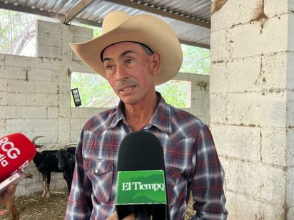 gusano barrenador
