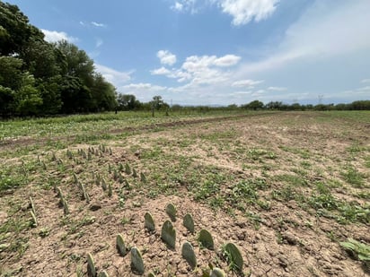 Universidad Antonio Narro impulsa cultivo de nopal en el Ejido La Cruz de Frontera