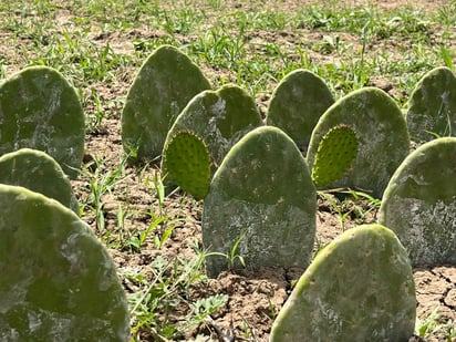 Producción
