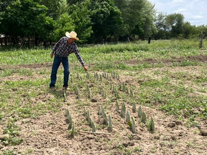 Producción