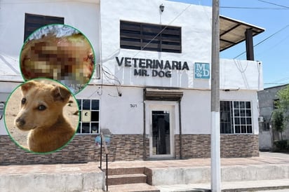 gusano barrenador