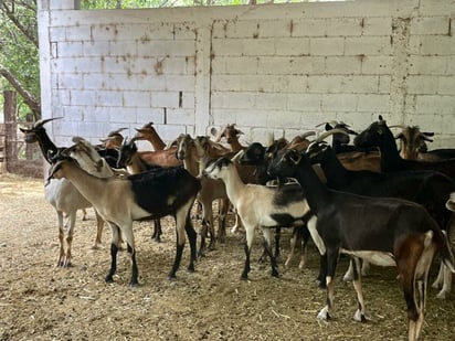 Gusano barrenador 