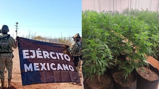 Autoridades federales aseguraron un invernadero con 792 plantas de marihuana en Punta Chueca, Hermosillo, Sonora, durante un operativo conjunto. El cultivo