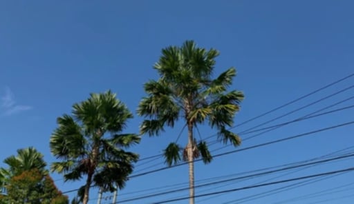 Protección Civil de Sabinas advierte sobre los riesgos de palmas cerca del cableado de alta tensión ante la llegada del frente frío número 11.  El director