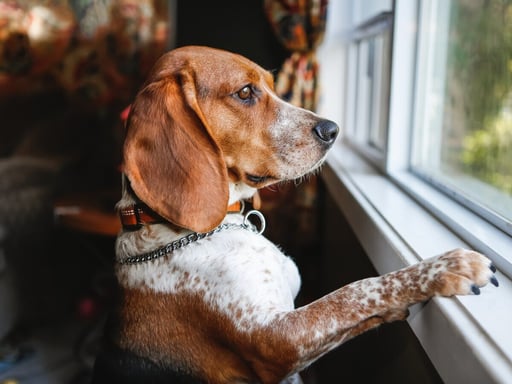 Los perros, además de ser compañeros leales, cuentan con la sorprendente habilidad de identificar enfermedades humanas gracias a su extraordinario sentido