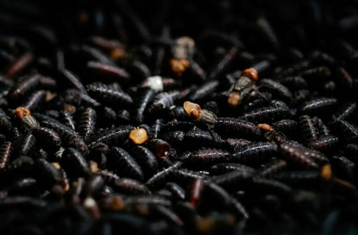 La nueva instalación del USDA permitirá dispersar moscas estériles por vía aérea en el noreste de México y fortalecer la contención del gusano barrenador.