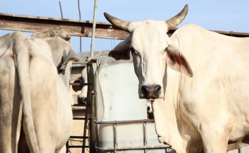 El gusano barrenador se extendió en 93 municipios de Yucatán y al cierre de esta semana se reportaron 38 nuevos casos.  Tixcacalcupul y Sacalum se unen