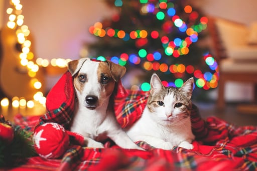 Durante Navidad y Año Nuevo, la pirotecnia provoca estrés, accidentes y extravíos en mascotas; especialistas recomiendan medidas preventivas para proteger