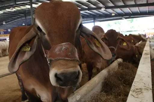 Ganaderos mexicanos alertan sobre el impacto de la importación de carne sin tratado, que desplaza producción nacional y presiona al sector y la soberanía