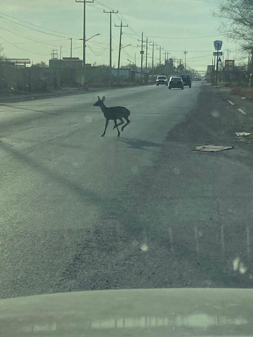 Vecinos de Sabinas reportaron este lunes la presencia de un venado en la zona urbana, que logró escapar a salvo hacia los terrenos conocidos como Los Campitos,
