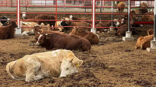 Autoridades confirmaron un tercer caso de gusano barrenador del ganado en Tamaulipas, detectado en González, lo que mantiene en alerta sanitaria al sector