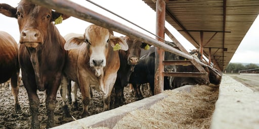 El CNA informó una disminución significativa del gusano barrenador en México, atribuida a estrategias sanitarias, coordinación binacional y acciones