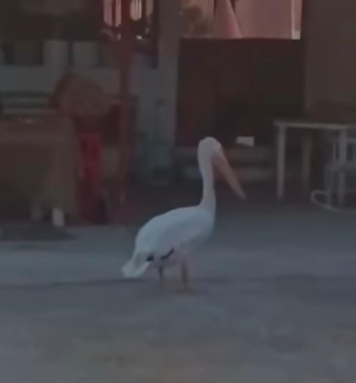 Un pelícano fue avistado en la comunidad, generando sorpresa entre los habitantes y la intervención de bomberos para proteger al ave y garantizar su seguridad.