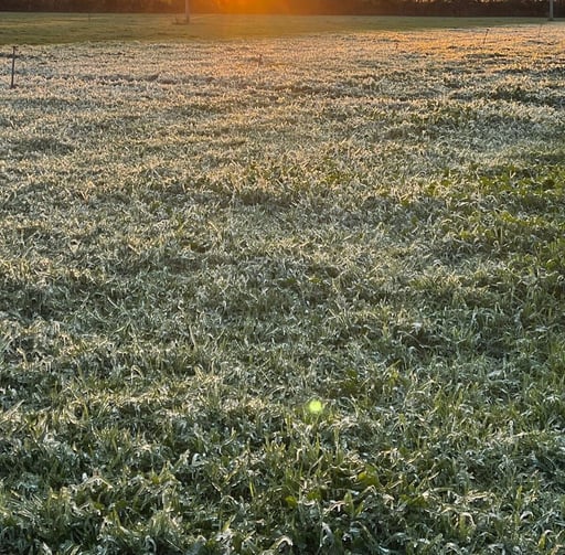 El frente frío número 27 provocó grajea en San Juan de Sabinas, un fenómeno poco común a temperaturas superiores a cero grados.  El coordinador de Protección