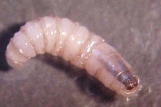 La plaga del gusano barrenador del ganado registró en 2025 infecciones en fauna silvestre y animales domésticos en México, con casi 28% de los casos en perros