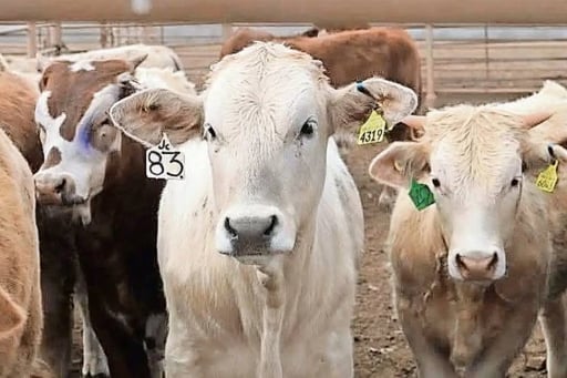 La Unión Ganadera de Chihuahua alerta que la eliminación de filtros sanitarios estatales expone al ganado al gusano barrenador, y solicita reforzar las medidas