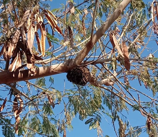 Desde enero, habitantes de la zona han visto colonias de abejas que se detienen temporalmente en árboles y paredes. La recomendación es no molestarlas,