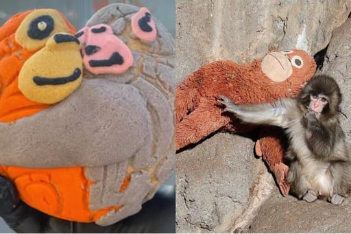 Una panadería de la Ciudad de México lanzó “conchanguitos”, piezas de pan dulce inspiradas en Punch, el macaco japonés que se volvió viral por abrazar
