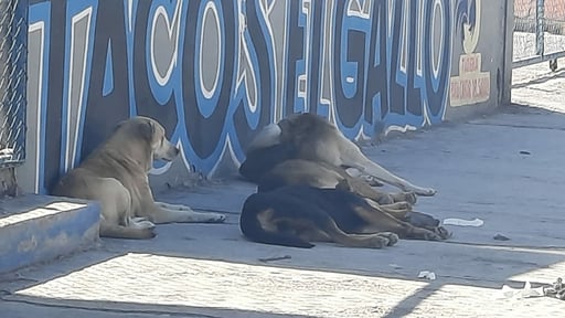 Autoridades de salud intensifican acciones preventivas tras confirmarse un caso en Frontera durante este año.  Autoridades de salud en Coahuila reforzaron