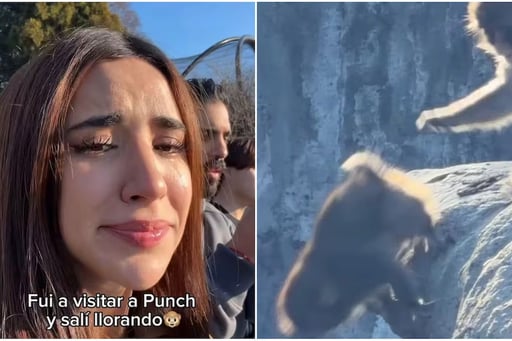 La influencer Tammy Parra visitó al mono viral “Punch” en Japón y compartió su reacción entre lágrimas al presenciar cómo sigue sufriendo rechazo.