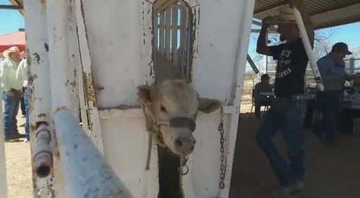 Con más de 100 productores, Sabinas inaugura la edición 44 del Concurso del Becerro Gordo, evento que impulsa economía y tradición ganadera en la región.  Este